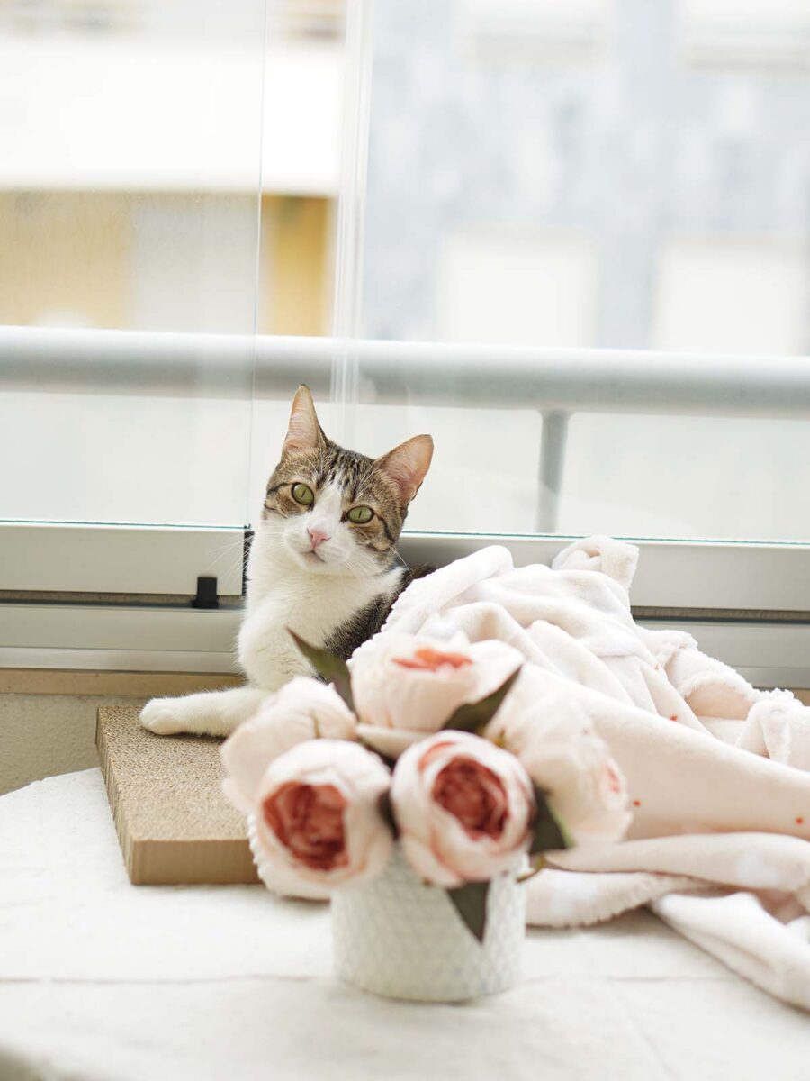 A cat covered with a blanket.