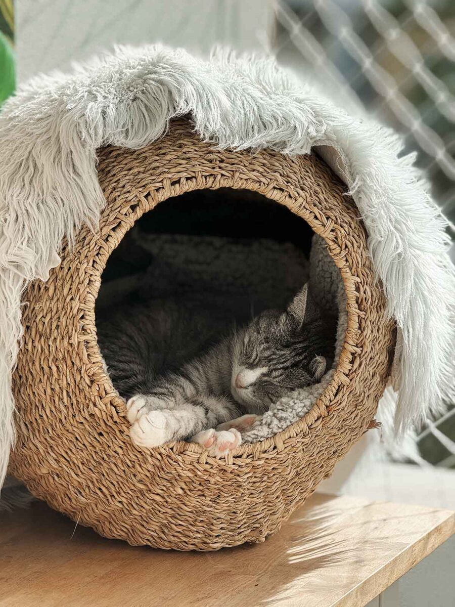 A cat inside a dome shaped cat bed.