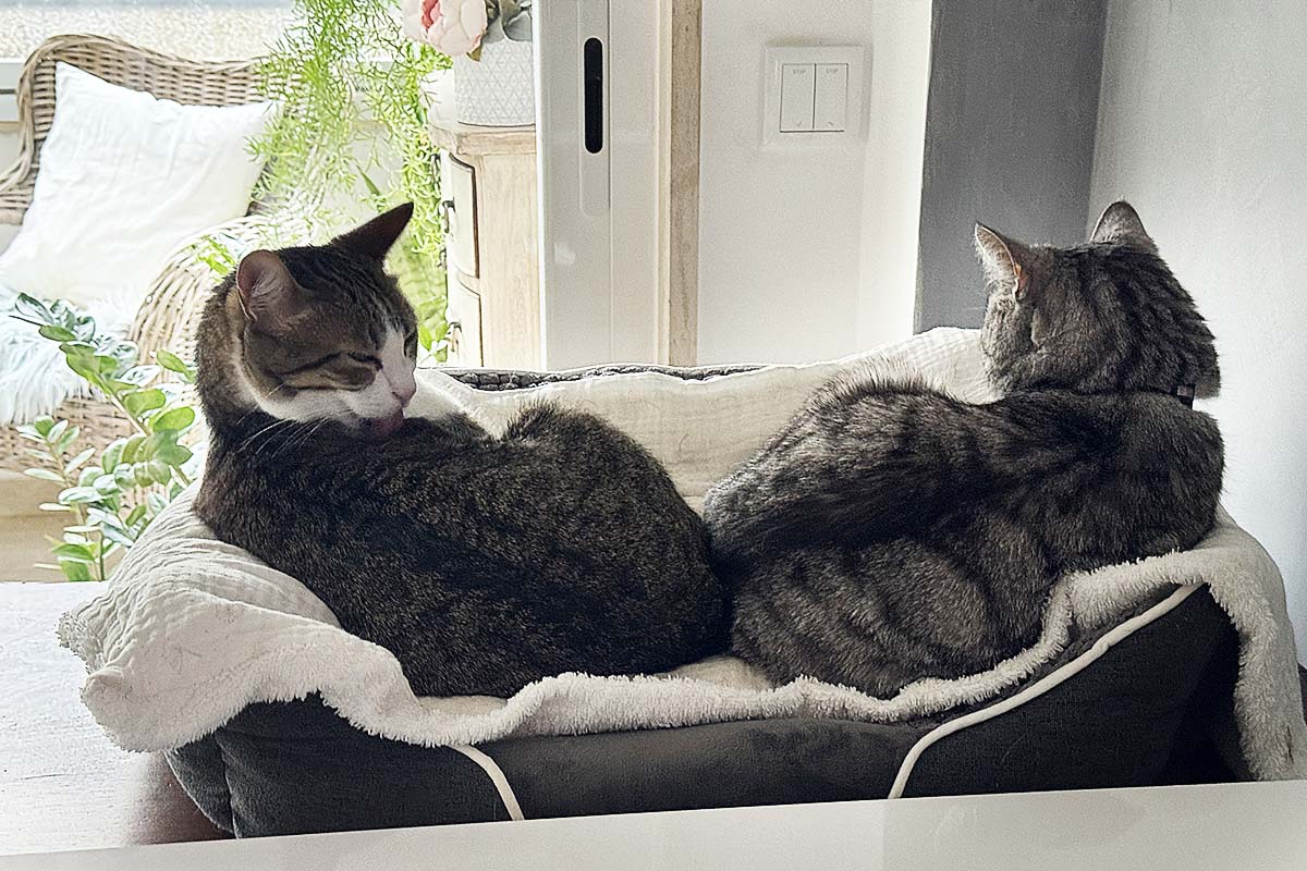 Two cats on a bed.